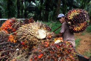 Petani Sawit: Pemerintah Sudah Tidak Dituruti Lagi Oleh PKS