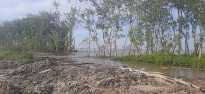 Pembalakan Liar Hutan Mangrove di Tanjabtim Disebut-sebut Demi Kebun Sawit
