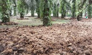 Bertani Sawit Organik, Tanam 1 Panen 2