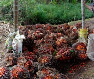 Turun Mau Naik Ogah, Ini Update Harga TBS Sawit Jambi 7-13 Oktober