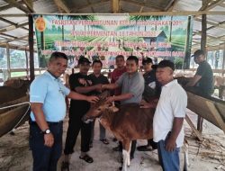 PT AMK Beri Bantuan Ternak Sapi dan Bibit Sawit di Desa Kampung Baru Batang Asam