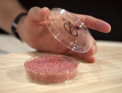 Daging Tanpa Hewan: Solusi Kelaparan Dunia atau Sekadar Tren?