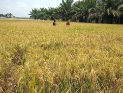 Meningkatkan Kualitas Padi Sawah