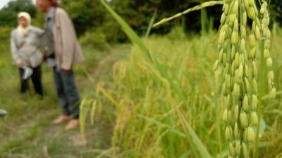 Kelebihan Padi Sawah Organik