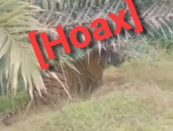 Ada Harimau di Kebun Sawit? BKSDA Jambi: Hoax